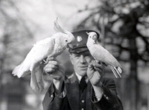 1934 cockatoo