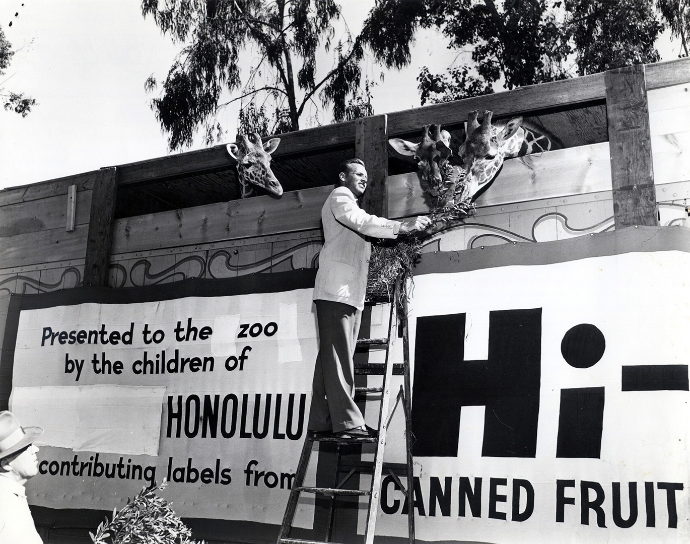 Paul Breese with giraffe shipment, 1955