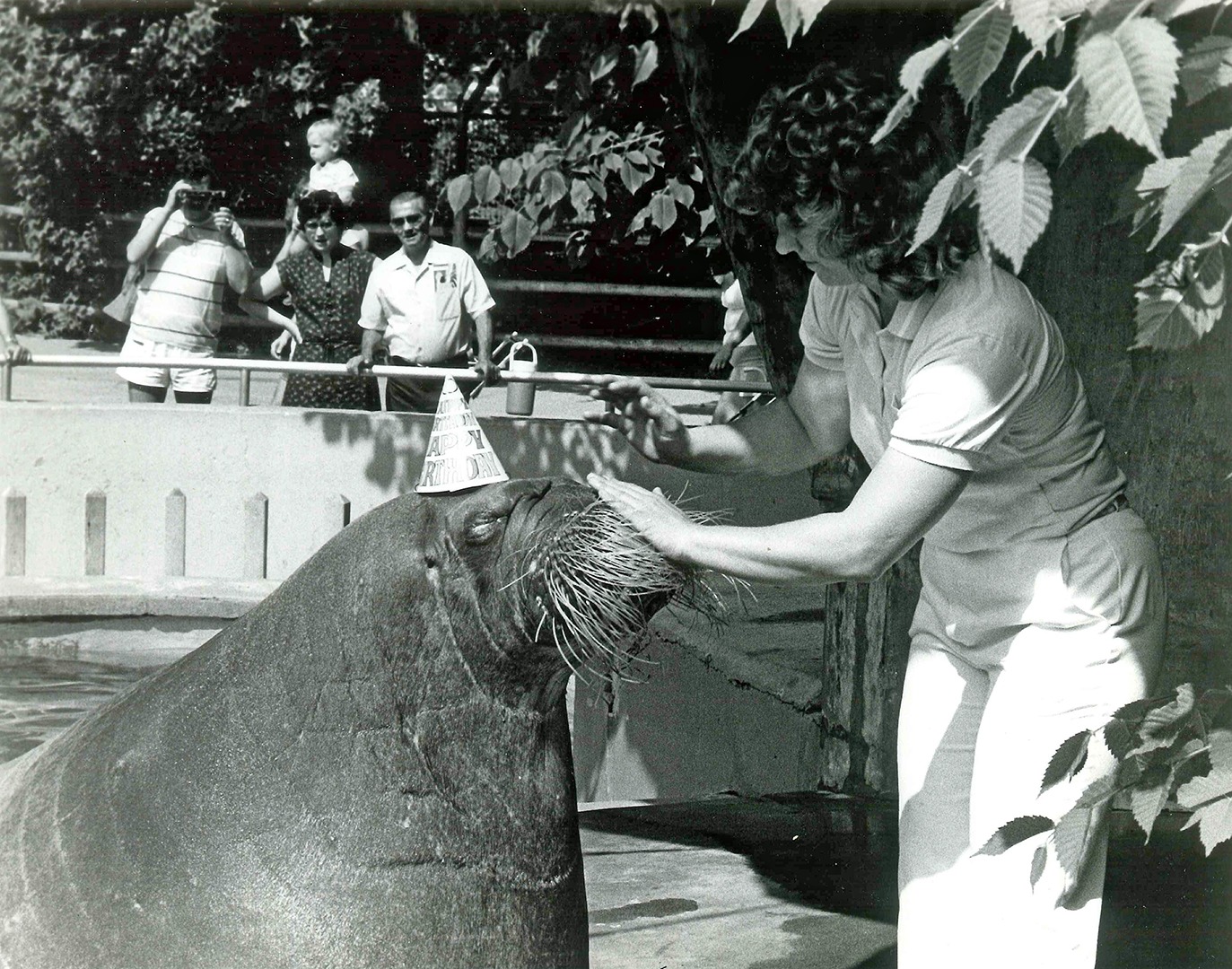 Brookfield Zoo Walrus