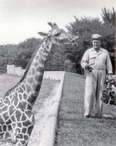 Brookfield Zoo Giraffe