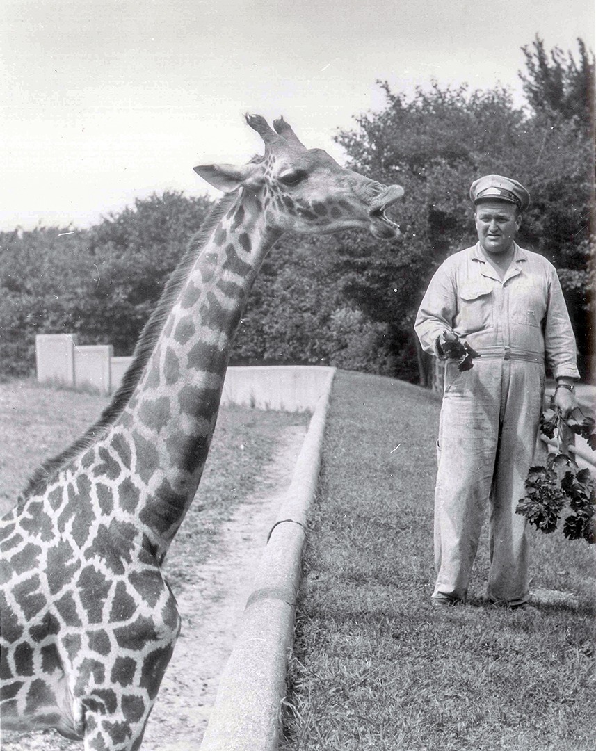 Brookfield Zoo Giraffe