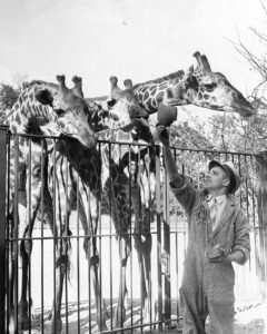 Brookfield Zoo Giraffes