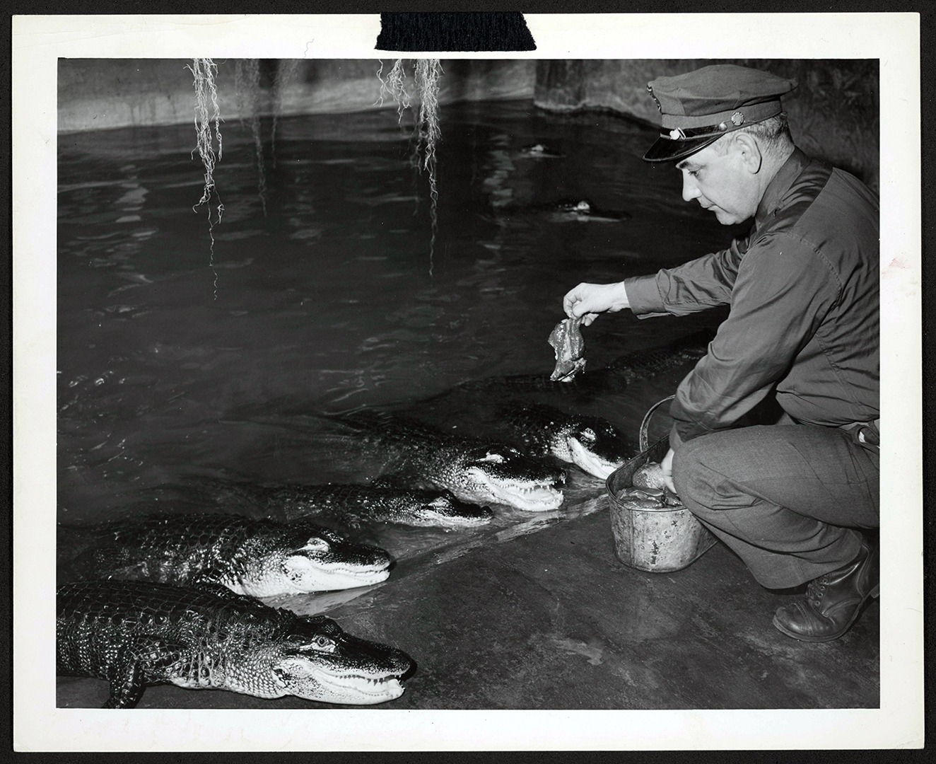 Alligators in the Reptile House basement