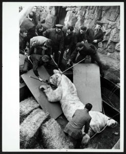 Tranquilized polar bear Mike being prepared for tooth surgery