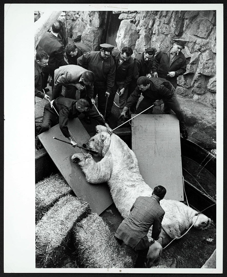 Tranquilized polar bear Mike being prepared for tooth surgery