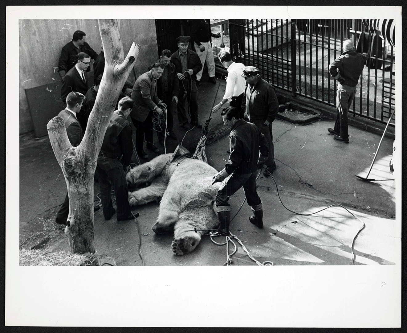 Zoo veterinarian Dr. Eric Maschgan (holding rope) with polar bear Mike