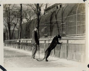 Animal keeper Henry Hunterman with leopard, 1930