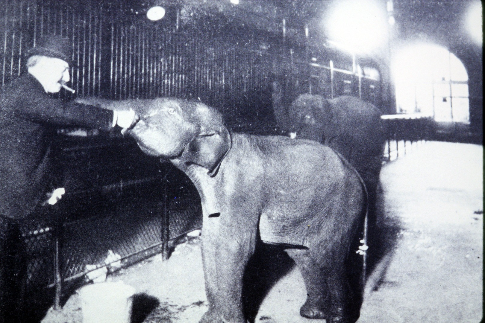Zoo director Cy DeVry with elephants Prince & Princess, 1903