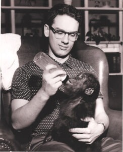 Zoologist Don Nickon feeding a lowland gorilla