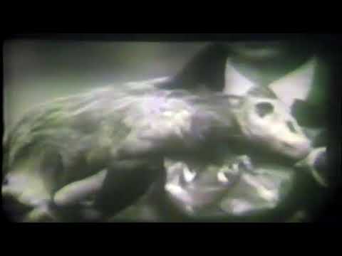 Episodes of Zoo Parade from 1953 slide 19