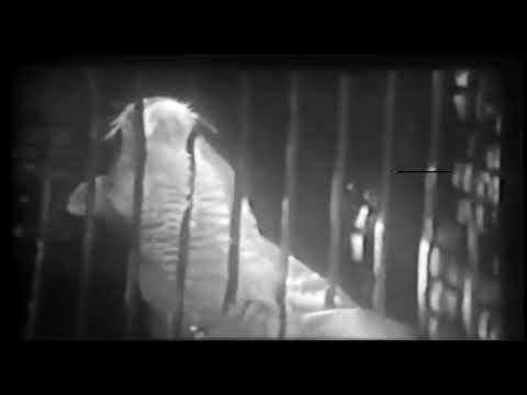 Episodes of Zoo Parade from 1951 slide 9