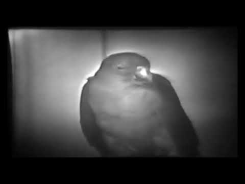 Episodes of Zoo Parade from 1951 slide 10