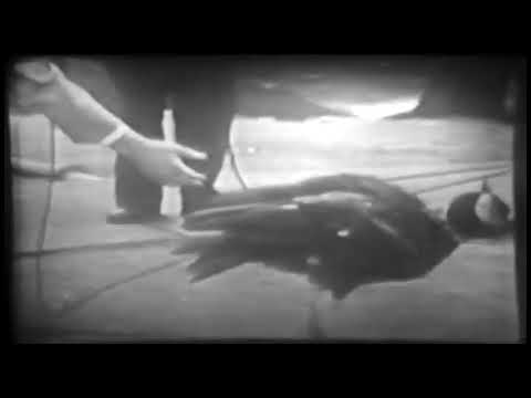 Episodes of Zoo Parade from 1951 slide 11