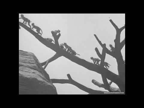 Brookfield Zoo slide 4