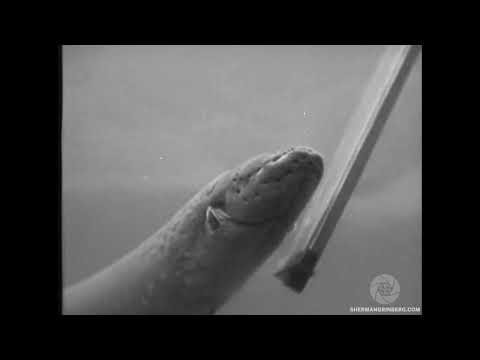 New York Aquarium slide 1