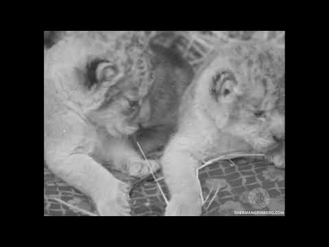 Philadelphia Zoo slide 2