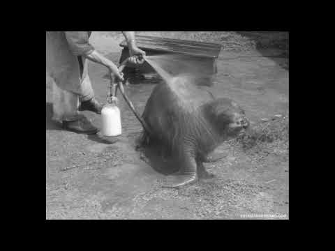 San Diego Zoo slide 1