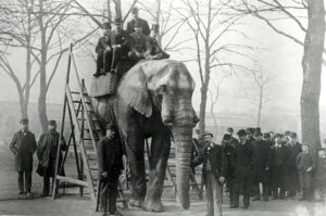 Jumbo circa 1882