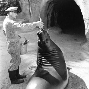 Brookfield Zoo Large Seal Feeding