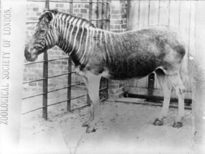 quagga 1870