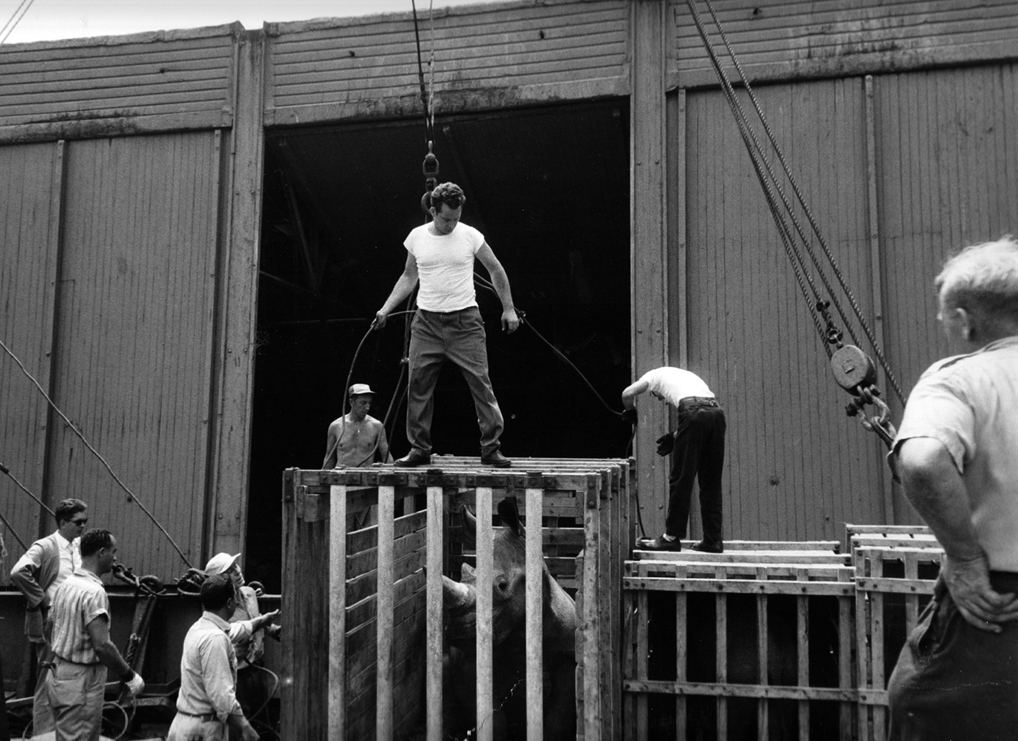 Receiving shipment of animals