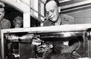 Animal keeper Richard Richert feeds tiger in zoo nursery