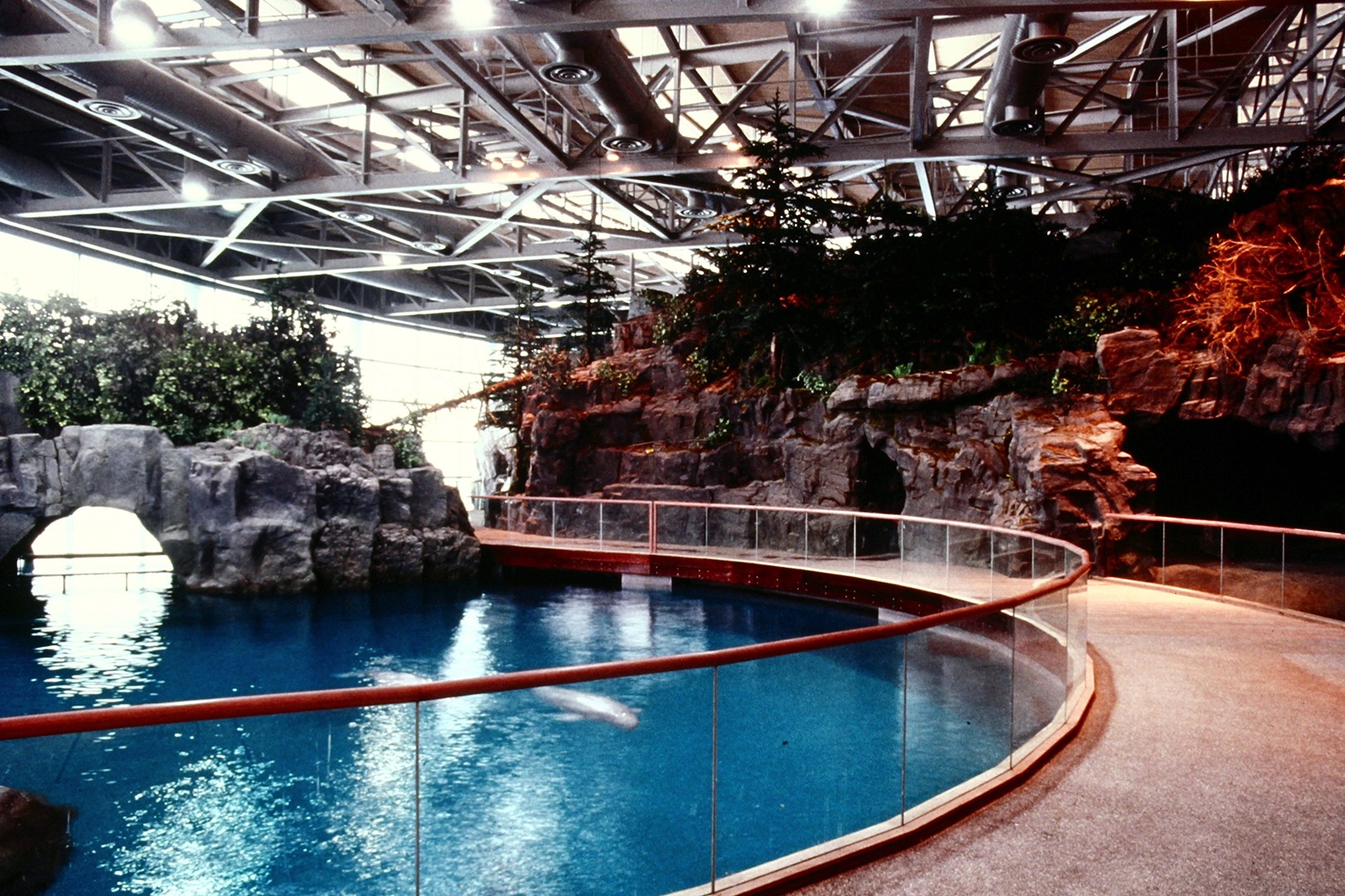Shedd Aquarium Beluga Tank