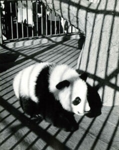 Brookfield Zoo Panda Su Lin