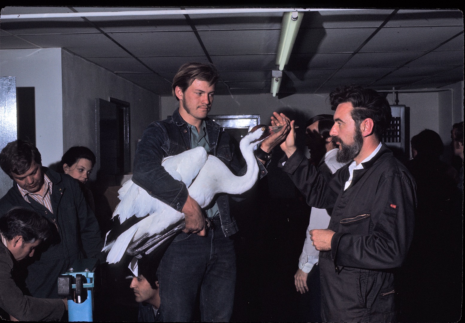 Ulie Seal New Orleans 71