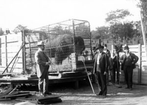 Shipping Bison to Wichita 10-00-07